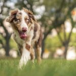 Which is the Best Dog Breed Selector for You?