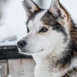 What Are the Best Dog Breeds to Own?