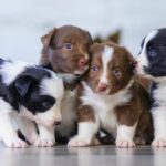 Which Dog Breeds Are Banned in the US?