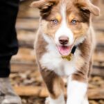 What Are the Most Popular Dog Breeds of India?