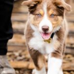What Are the Best Dog Breeds Under 10 Pounds?