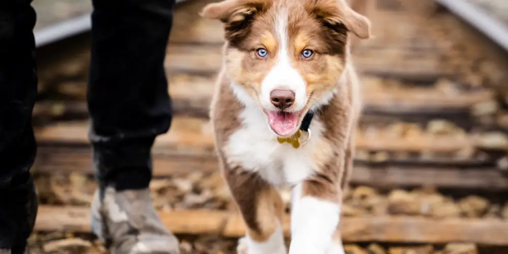Which Dog Breed is Right for You? Take This Quiz to Find Out!