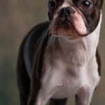What Are the Most Popular Dog Breeds from A to Z?