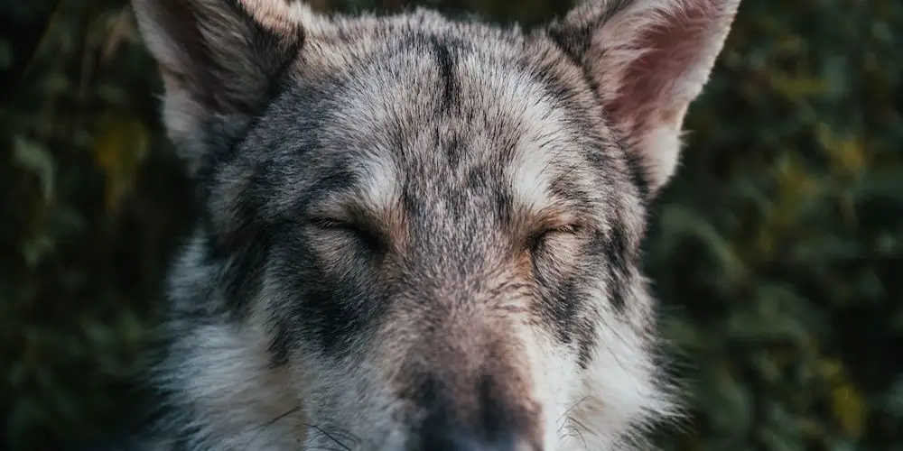 Which Dog Breeds Shed the Least?