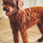What Are the Best Dog Breeds Under 5 Pounds?