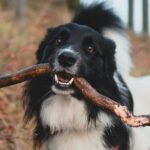 Which Dog Breeds are Closest to Wolves?