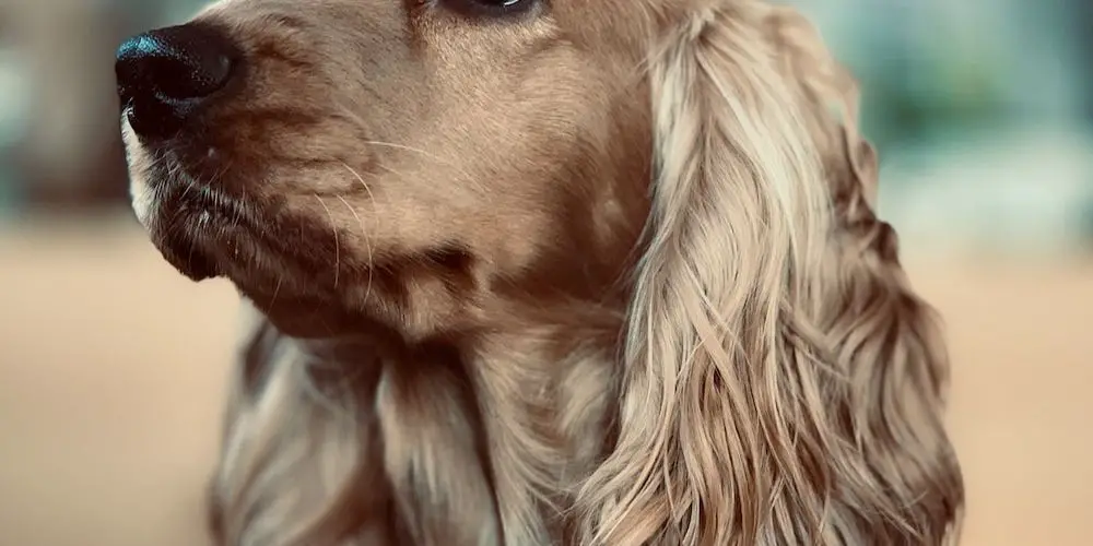 How Do Different Dog Breeds React to Robbers?