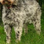 Which Dog Breeds are the Quietest?