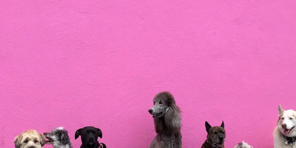 Which Dog Breeds Have White Nails?