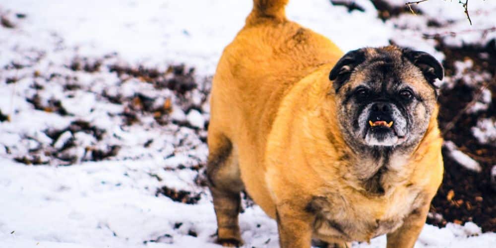 What Are the Dog Breeds You Should Never Buy?