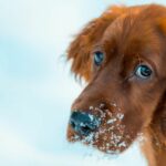What Are the Most Popular Russian Dog Breeds?