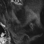 How Can You Find the Best Dog Daycare in Ontario?