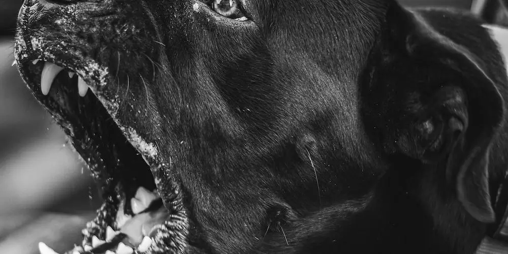 How Can You Find the Best Dog Daycare in Ontario?