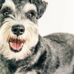 Which Non-Shedding Dog Breeds are Best for You?