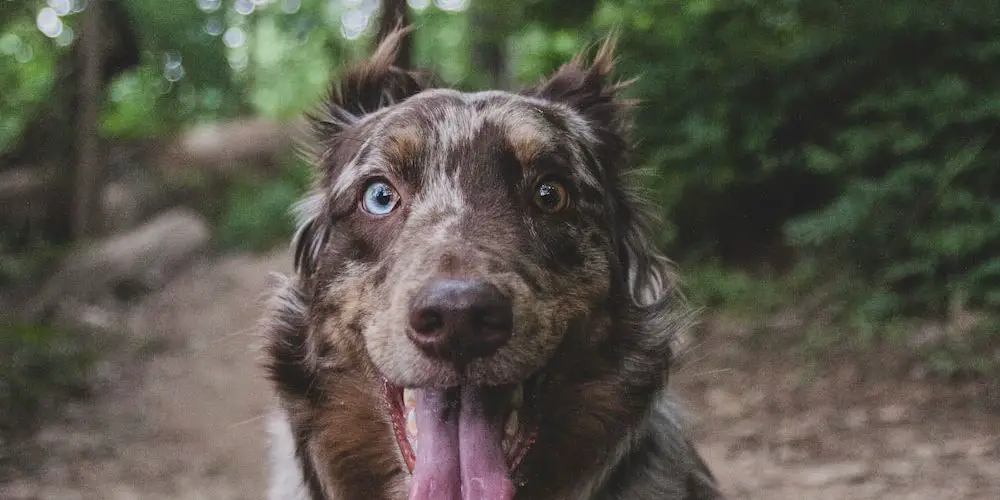 What Are the Q Dogs A Guide to the Rarest Dog Breeds