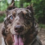 Which Dog Breeds Have Gone Extinct?