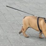 Do Certain Dog Breeds Need Their Ears Plucked?