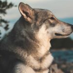 Which Dog Breeds are Banned in the UK?