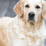 Which Dog Breeds Are Most Dangerous?