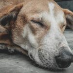Which Dog Breeds are Most Friendly?