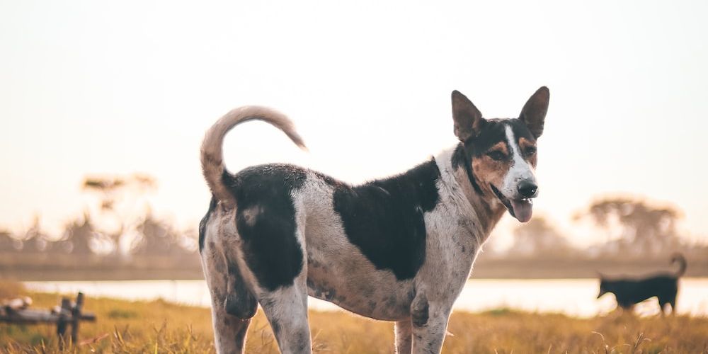 Which Dog Breed is Best for Me? Exploring the Pros and Cons of