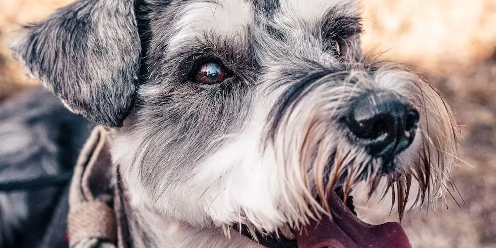 Why Do Some Dog Breeds Get Aggressive?