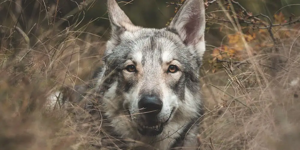 What Dog Breeds Have Lock Jaw?