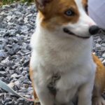 Which Are the Best Dog Breeds for Apartment Living?