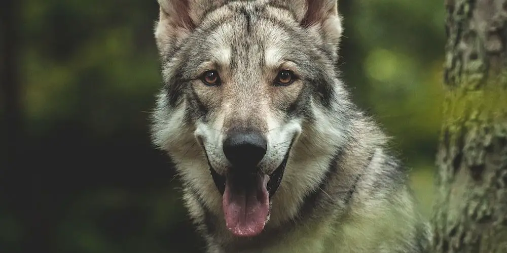 What Dog Breeds Can Have Blue Eyes?