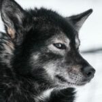 What Are the Most Popular Dog Breeds According to Reddit?