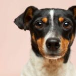 What Are the Most Popular Dog Breeds M?