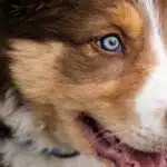What is the Best Dog Breed for Your Zodiac Sign?