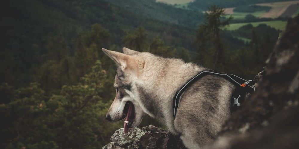 Which Dog Breed is Right for You? Take This Quiz to Find Out!