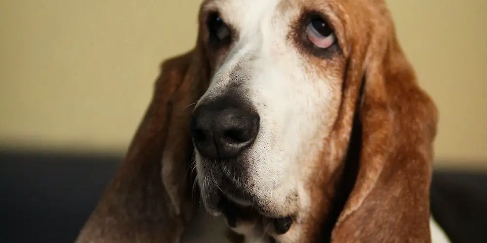 What Dog Breeds Have Lock Jaw? Unlocking the Mystery of This Rare Trait