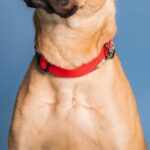 Why Are Some Dog Breeds Banned?
