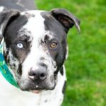 What Are the Best Dog Breeds With a B Name?