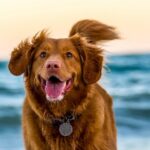 What Are the Most Common Dog Breeds?