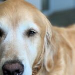 What Are the Most Popular English Dog Breeds?
