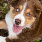 What Are the Best Dog Breeds Available in India?
