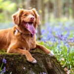 What Dog Breed Matches Your Zodiac Sign?