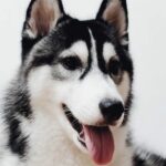What Are the Best Dog Quotes for Instagram?