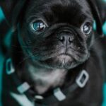 What Are the Cutest Small Dog Breeds?