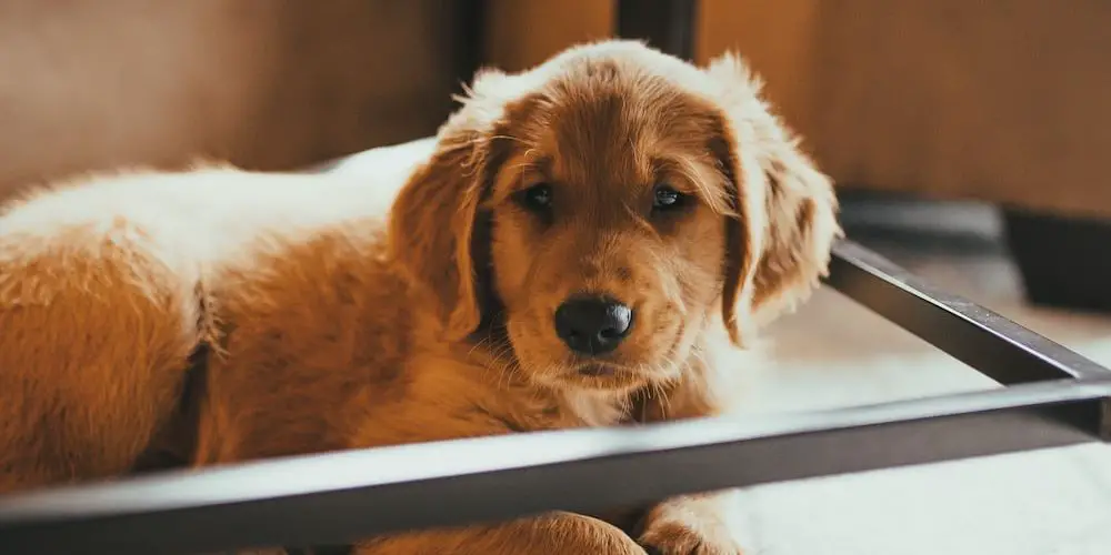 Which Dog Breeds Dont Bark? Uncovering the Quietest Canines Around