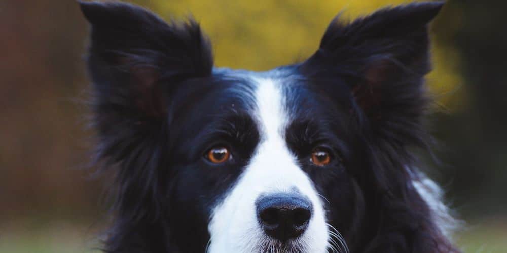 What Are the Best Dog Breeds to Adopt?