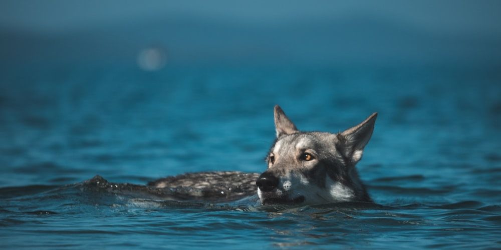 What Are the Most Popular Chinese Dog Breeds?