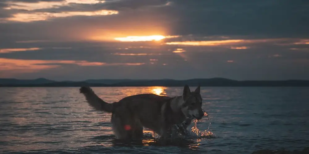 What Dog Breeds Start With the Letter Q?