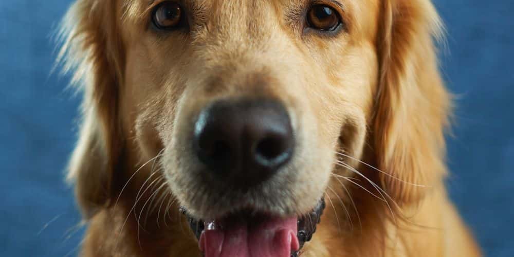 What Dog Breeds Start With the Letter C?