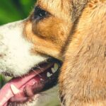 What Are the Most Popular Dog Breeds A-Z?