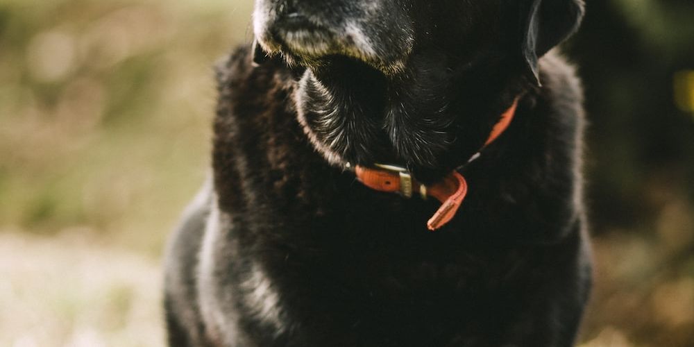 What Are the Best Dog Breeds and How Much Do They Cost?