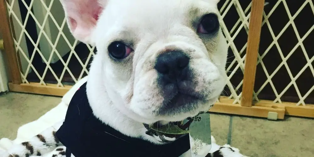 What Is The Life Expectancy Of Different Dog Breeds What Is The Life Expectancy Of Different Dog Breeds